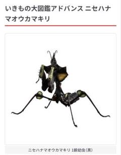 いきもの大図鑑アドバンス ニセハナマオウカマキリ　メス（成体）•1齢幼虫（黒） 31-ezJdsIpL.jpg_BO30,255,255,