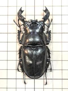 安価 ワタナベ 昆虫標本 大型タランドゥス 86mmup 顎長個体 標本