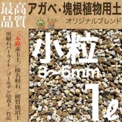 最高級株！！S S級！！極上魔丸！ムチプリ　肉厚！ボールタイプ　アガベチタノタ 最高級株！！S S級！！極上魔丸！ムチプリ 肉厚！ボールタイプ