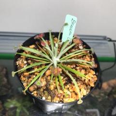 ドロセラオルデンシス 熱帯ドロセラ 食虫植物 レア