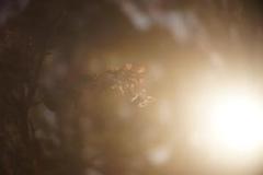 限界値下げ！Som Berthiot Cinor 50mm f3.5 M改 銘玉 限界値下げ！Som Berthiot Cinor 50mm f3.5 M改 銘玉 - メルカリ