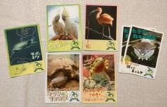 鳥羽水族館 コレクションカード 亀鳥シリーズ