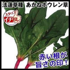 あかねほうれん草60粒 【固定種】山形在来種 秋蒔きが主で、耐寒・耐雪性が強い!