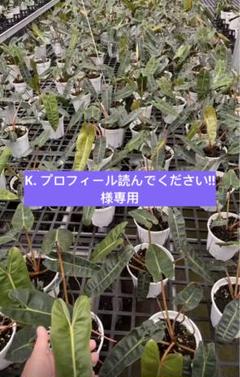 R❤︎Kプロフ必読様 K＆K プロフィール読んで…さま専用です♪ - メルカリ