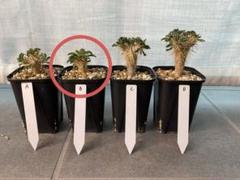 /　ギラウミニアナ、アリオ実生、アロエセット アロエの通販 | 多肉植物はGreenSnapSTORE