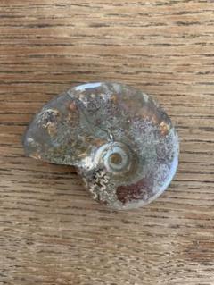 アンモナイトの化石 幅6cm