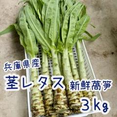 茎レタス 新鲜莴笋 ステムレタス 農薬不使用 産地直送 お徳用