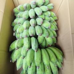 アップルバナナ120cm 3本セット n019-9971-8.jpg
