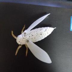 ジャクソン　生蝉のサムネイル