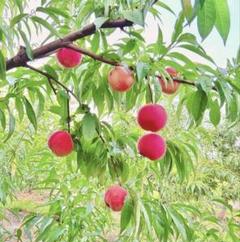 CocoRo♡farm 新鮮なワッサー5kg（2kg〜承ります） 8月上旬〜中旬 ワッサー 桃 訳あり 減農薬 長野県産 5キロ : Su