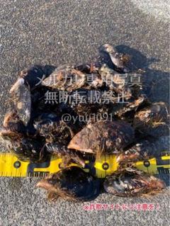 注目の 活き石鯛餌 ☆希少☆ 瀬戸貝 30個 セトガイ カラス貝 かぶせ釣り ロッド