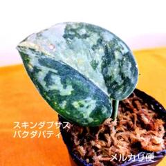 現品発送♡セール♡ポットごと♡スキンダプサス♡ピーサン♡ 楽天市場】シラフカズラ スキンダプサス（花・ガーデン・DIY）の通販