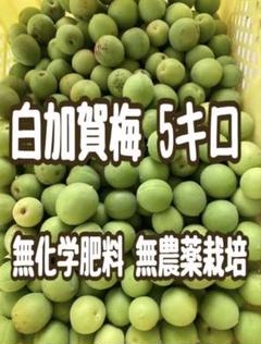 白加賀10キロ 白加賀 梅 10キロ 農薬不使用 わけあり含む - メルカリ