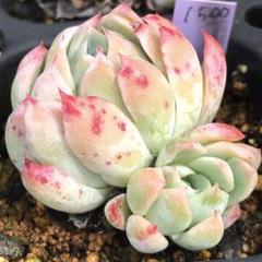 ❁おらいさん苗　三日月　恋煩い　夢々（札付きポット発送メルカリ便） 札付きポットごとメルカリ便おらいさん苗ミックスベリア3点