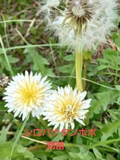 たんぽぽ❁ タンポポ：緑花たんぽぽ まりも 3号ポット の通販 | 園芸ネット