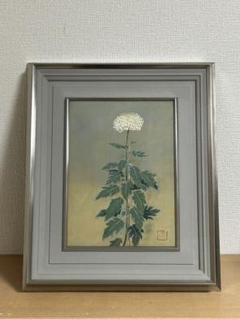 石井馨　菊　日本画　F４号　(師 福田平八郎) 石井馨菊日本画F4号(師 福田平八郎)（u77f3u4e95u99a8 u83ca