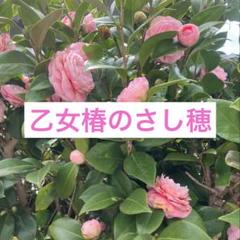 乙女椿のさし穂（さし木用）3本 - メルカリ