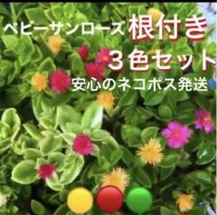 ☆夏に安心の根付き☆ベビーサンローズ☆人気の3色セット‼️
