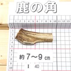 鹿の角 I40 1本7～9㎝ 兵庫県産 鹿角 鹿のツノ しかつの