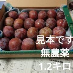 鹿児島産　すもも 鹿児島産すもも2kg - メルカリ