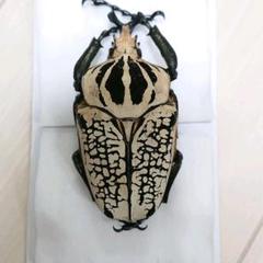 ゴライアスオオツノハナムグリ 標本の中古 未使用品を探そう メルカリ ゴライアスオオツノハナムグリ 標本の中古 未使用品を探そう メルカリ