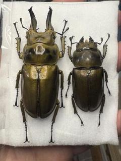 オウゴンオニクワガタ、ワラストンツヤクワガタ標本！オマケ付き！ 2025年最新】オウゴンオニクワガタ 標本の人気アイテム - メルカリ
