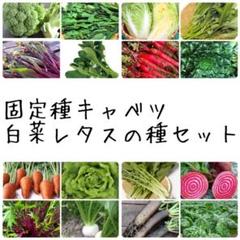 ★伝統野菜★固定種キャベツ白菜レタスの種セット
