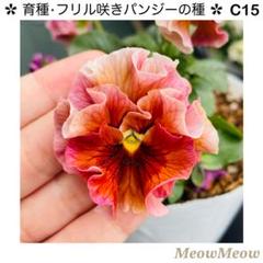 専用‼︎フリルパンジー ⑳ ＊種子100粒 2025年最新】フリルパンジー種の人気アイテム - メルカリ