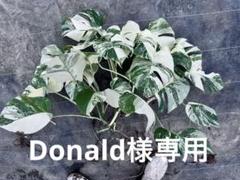 Donaldモンステラ ホワイトタイガー 5株とハーフムーン茎2株セット Donald様専用モンステラ ホワイトタイガー 5株とハーフムーン茎2