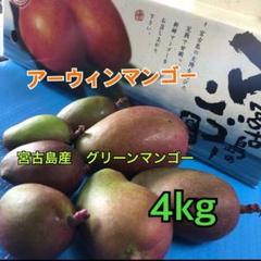 宮古島産 青マンゴー 12kg ¥9,800 宮古島産完熟マンゴー1kg | Blue Turtle Farm & Mango Cafe