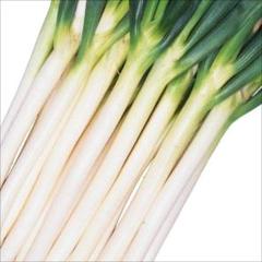 長ネギ 早太り一本60粒 大人気の一本ネギで美味しい♪
