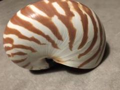 オウムガイの殻の中古 未使用品を探そう メルカリ