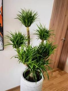 ３頭株ユッカ 観葉植物 全長約90cm　写真の全て鉢ごとメルカリ便発送 3頭株ユッカ 観葉植物 全長約90cm 写真の全て鉢ごとメルカリ便
