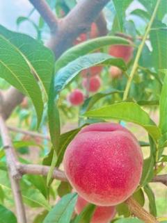 CocoRo♡farm 新鮮なワッサー5kg(2kg〜承ります) CocoRo♡farm 新鮮なワッサー12kg - メルカリ