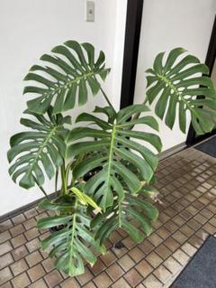 ★極太！モンステラの実2本付き★トップカット約30ｃｍ★茎幅5ｃｍ 巨大モンステラ 極太 茎 25cm No.31 - メルカリ