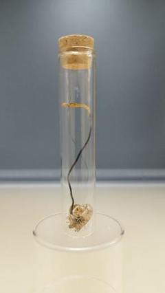 珍品！　冬虫夏草　セミ　昆虫標本　漢方　鉱物　隕石　呪物　根付　出土　人体標本 珍品！ 冬虫夏草 セミ 昆虫標本 漢方 鉱物 隕石 呪物 根付 出土