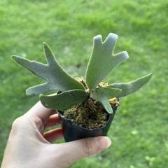 beckメルカリ便P. willinckii ’Jenny’ TC 303 ビカクシダ P.willinckii 'Jenny' TC 焼き板付け - メルカリ