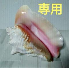 コンク貝 ピンク貝殻 25cm 置物 貝殻