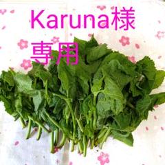 極上天然 ウドブキ ボンナ 信州北アルプス産 くわだい ボウナ 山菜 極上天然 ウドブキ ボンナ 信州北アルプス産 くわだい ボウナ