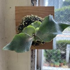 与謝野　FSQ 銀華 GINKA OC子株④ 与謝野 FSQ 銀華 GINKA OC子株④ FSQ 銀華 GINKA OC子株④