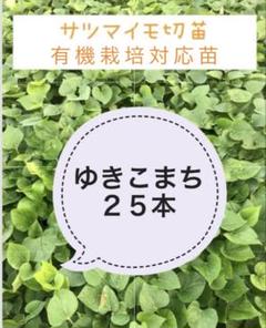 Amazon.co.jp: さつまいも切苗 品種：ハロウィンスイート 約100