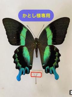 異常型】オオルリオビアゲハ（インドネシア産、1オス）