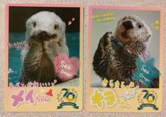 鳥羽水族館　コレクションカード　ノーマル　メイ　キラ