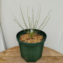 ドロソフィルム・ルシタニクム 大株 6号ロングスリット植え 1