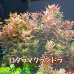【メルカリ便】珍！ホシクサsp.キンバリーナロー　1株　葉多め　直径６.5cm メルカリ便】珍！ホシクサsp.キンバリーナロー 1株 葉多め 直径