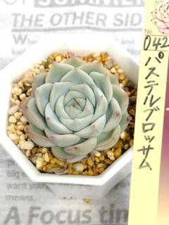 パステルブロッサム ミステリアスグラス おらいさん苗 札つき2鉢 セット おらいさん苗 042 パステルブロッサム 多肉植物 エケベリア