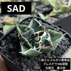 【バンド幅広】SAD南アフリカダイヤモンド　鉢ごとメルカリ便発送 バンド幅広】SAD南アフリカダイヤモンド 鉢ごとメルカリ便発送