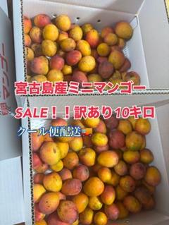 宮古島産摘果ミニマンゴー　10キロ 2025年最新】ミニマンゴ 宮古島の人気アイテム - メルカリ