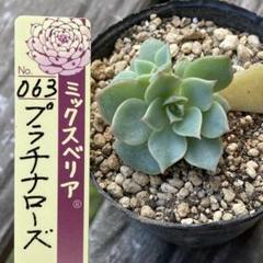ミックスベリア☆新作【プラチナローズ】おらいさん苗 札付き