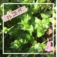 ハコベ カット苗 ❀梱包込 100g❀ 小鳥さんたちへ 無農薬